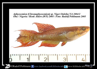 Aphyosemion (Chromaphyosemion) spec. Niger "Oba Onitsha NA 04/2" (Nigeria) / Formalin 5% 2 Tage