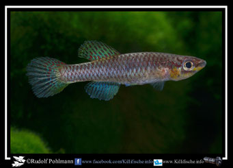 7.  Aphyosemion (Chromaphyosemion) splendopleure "Likado CSK 95 / 23" female  (Kamerun)