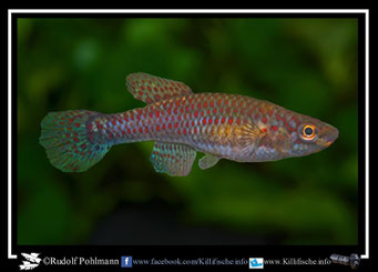 3 Aphyosemion (Chromaphyosemion) bivittatum "Biafra"  female (Gruppe: 1) Nigeria / Kamerun