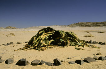 Welwitscha - die ältesten Pflanzen der Welt