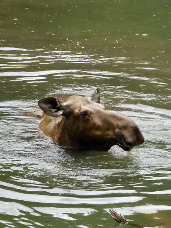 Moose im Moose Lake, Jasper N.P.