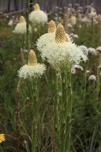 Blumen wie blühende Spargel