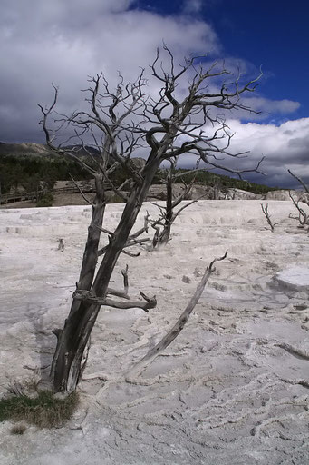 Mammoth Hot Spring, Yellowstone N.P.