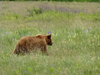 Grizzli, Glacier N.P.