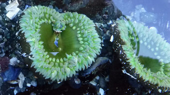 Anemonen, Pacific Rim N.P., Vancouver Island