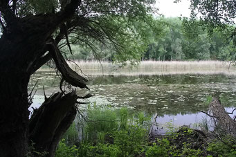 Einsamer See im Wald