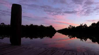 Collier-Seminole State Park, FL, USA