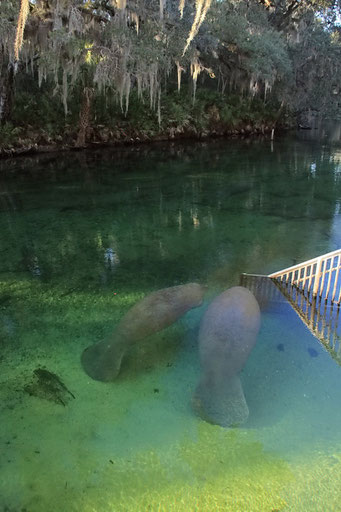 Blue Springs State Park, FL, USA