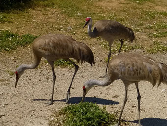 Kraniche im Vogelreservat auf Westham Island