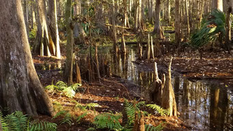 Cypressen-Sumpf, Highland Hammock State Park, FL, USA