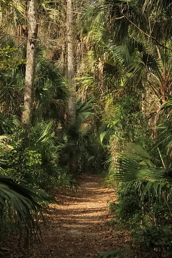 Highland Hammock State Park, FL, USA