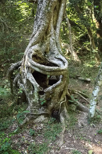 Mburucuya N.P., Würge-Ficus