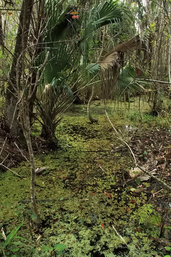 Cypressen-Sumpf, Highland Hammock State Park, FL, USA