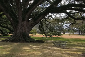 Oak Alley Plantation - wunderschöne Bäume