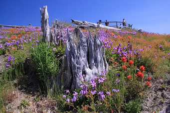 Mount St. Helen N.M., Washington