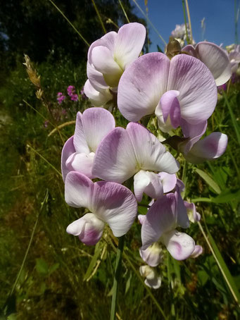 Wild Beans auf Westham Island