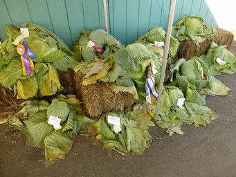 Prämierung der grössten Kürbisse, Fairbanks-Fair, Alaska