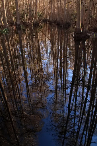 Cypressen-Sumpf, Highland Hammock State Park, FL, USA