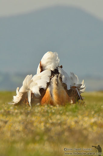 Great bustard from wildlife photo hides
