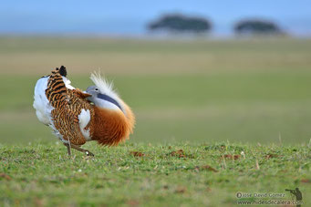 Great bustard in lek zone