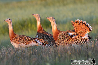 Group of bustads