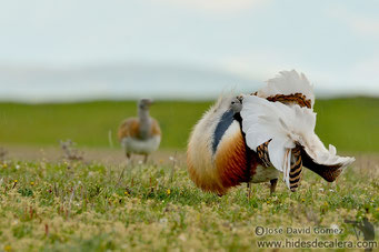 Great bustard mating