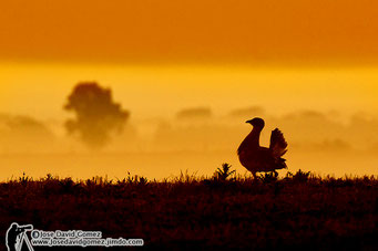 Background great bustard