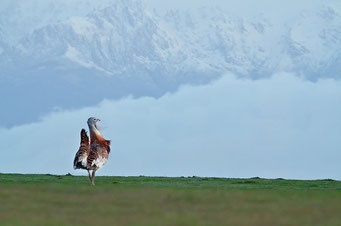 Great bustard photography in spain