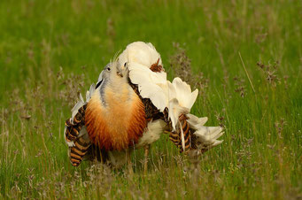 Great bustard from fixed hide