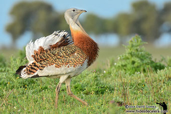 Male of Bustard