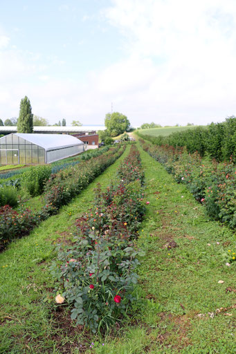Besuch Auf Dem Selbstpfluckhof Der Familie Furst In Dachsen
