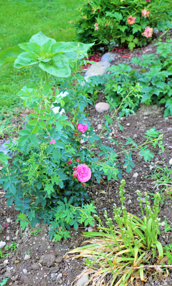 Besuch Auf Dem Selbstpfluckhof Der Familie Furst In Dachsen