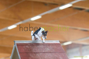 Febr.2017 - Aisha unsere sportliche Maus ;-)
