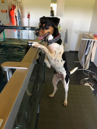 24.06.2019 - schaut seiner Freundin beim Training im Wasser zu