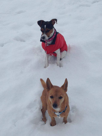 20.01.2016 - Aisha  + Nikki im Schnee