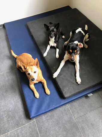 06.05.2019 - super süßes Foto von den 3en - Niki, Enja, Danny