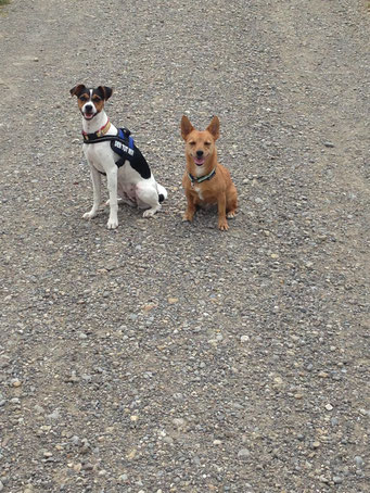 Anfang Juli´2015 - Aisha + Nikki „Warten“ auf dem Spaziergang 