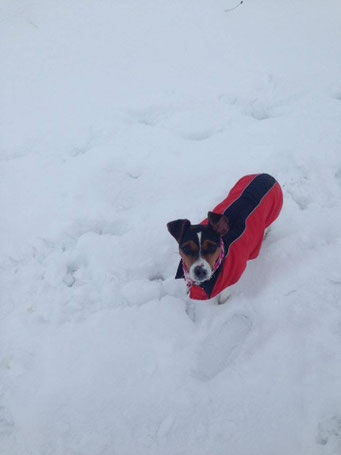 20.01.2016 - Aisha tobt im Schnee