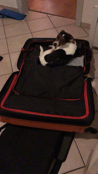 31.01.2018 - Aisha möchte auch mit in den Urlaub  ;-)