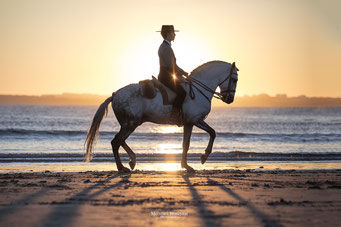 Reiten am Meer Lusitano, Portual