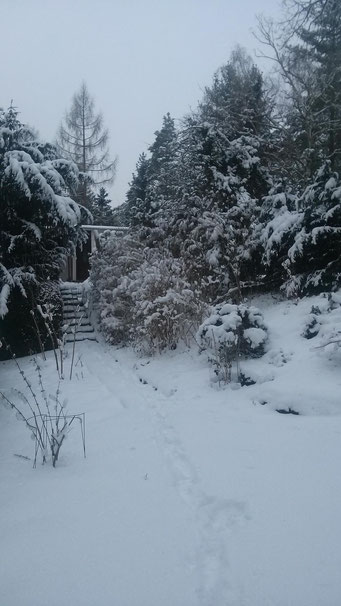 Winter im Waldgarten