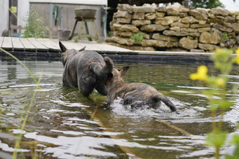 samen met mam Freddie spelen in de zwemvijver. 
