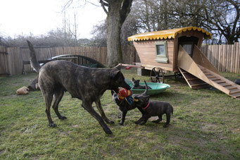 mam Bobbie vind spelen met haar pups eindeloos leuk.. en  ongemerkt leerde zij haar pups hondse spelregels... 