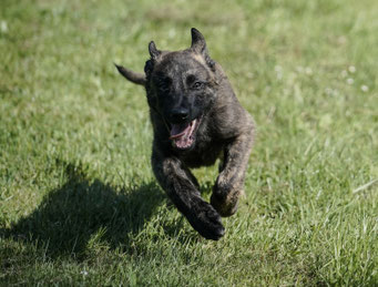 Run Virgil run