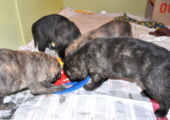 Voor het eerst vlees..Na 4 weken melk gaan de pups over naar vast voedsel. Elke dag een beetje meer vast, en minder melk. 