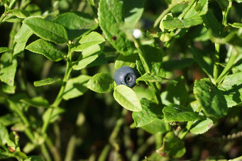 Heidelbeere (Frucht: blau)