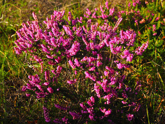 Besenheide (Blüten: pink, Blätter: grün)