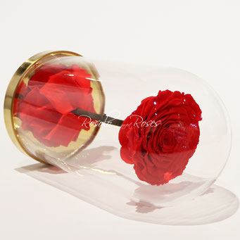 Rose sous cloche