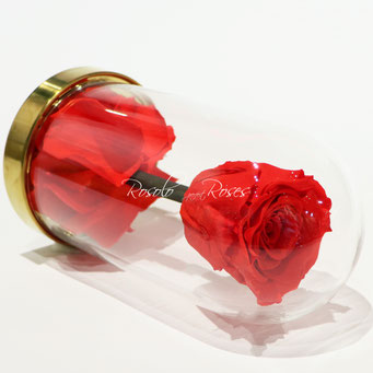 Rose stabilisée sous cloche