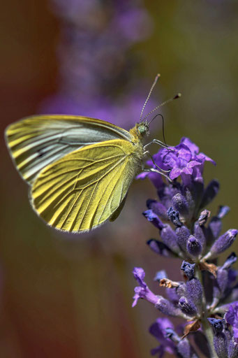 Roland Valter Natur- und Landschaftsfotografie